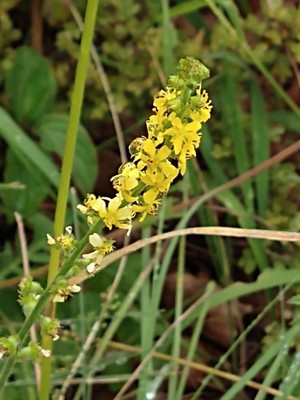 photo of Agrimony