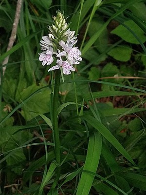 photo of Common Spotted Orchid