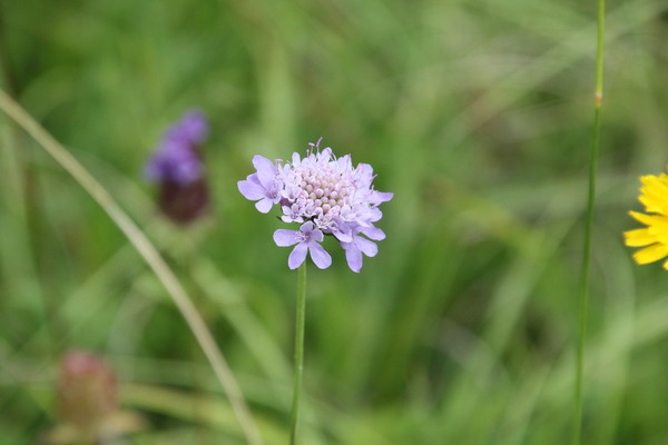 photo of Small Scabious