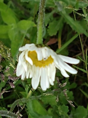 photo of Oxeye Daisy