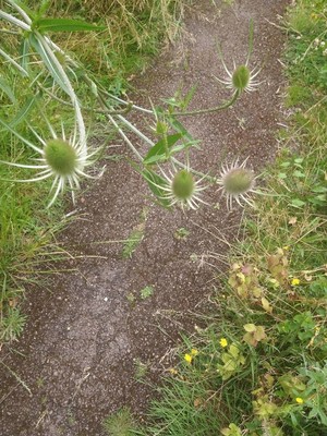photo of Teasel