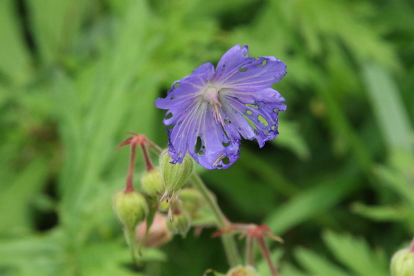 photo of Meadow Crane's Bill