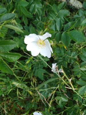 photo of Common Dog Rose