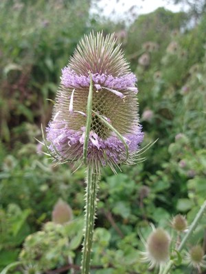 photo of Teasel