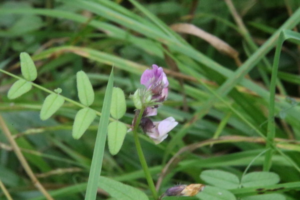 photo of Bush Vetch