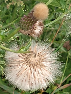 photo of Creeping Thistle