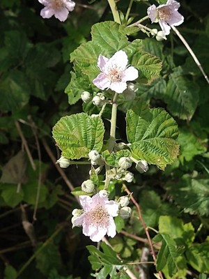 photo of Elm Leaved Bramble
