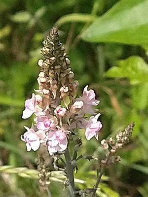 photo of Purple Toadflax