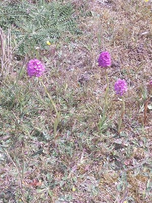 photo of Pyramidal Orchid