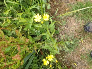 photo of Nipplewort