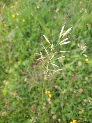 photo of Yellow Oat Grass