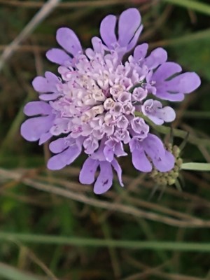 photo of Field Scabious