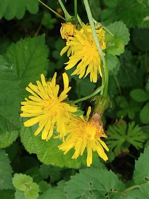 photo of Rough Hawk's Beard