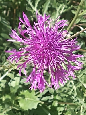 photo of Greater Knapweed