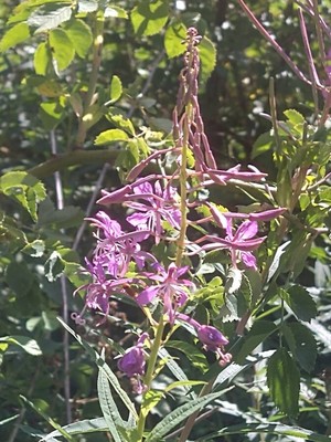 photo of Rosebay Willowherb
