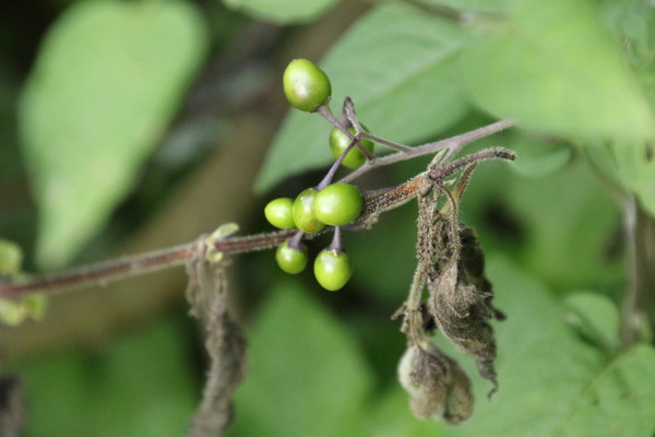 photo of Bittersweet