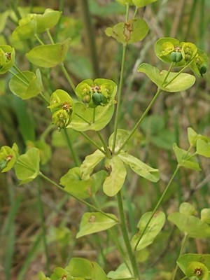 photo of Wood Spurge