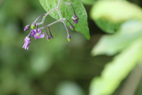 photo of Bittersweet