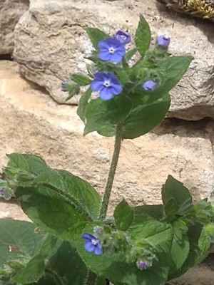 photo of Green Alkanet