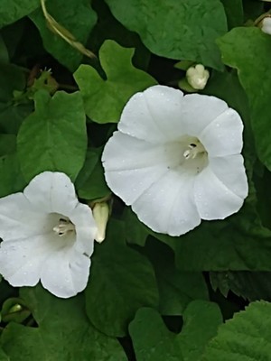 photo of Hedge Bindweed