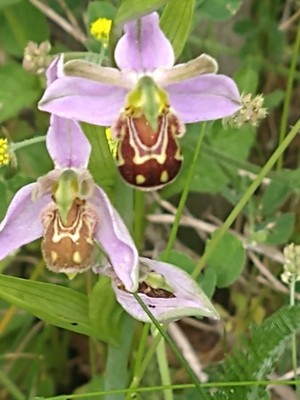 photo of Bee Orchid