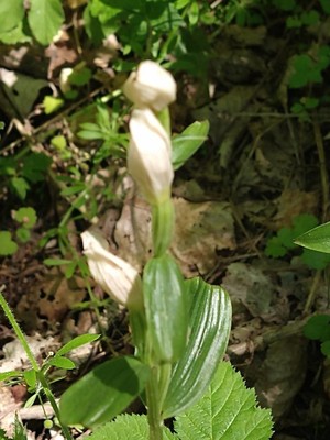 photo of White Helleborine
