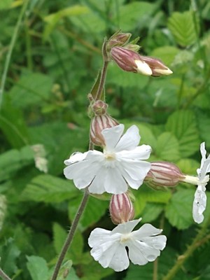 photo of White Campion