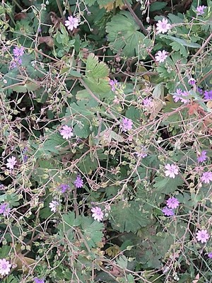 photo of Dove's Foot Crane's Bill