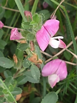 photo of Spiny Restharrow