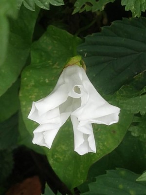 photo of Hedge Bindweed