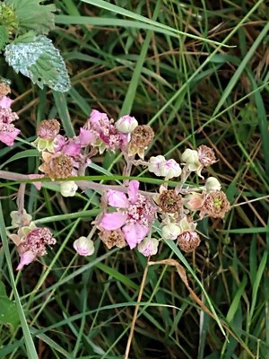 photo of Elm Leaved Bramble