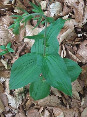 photo of Narrow Lipped Helleborine