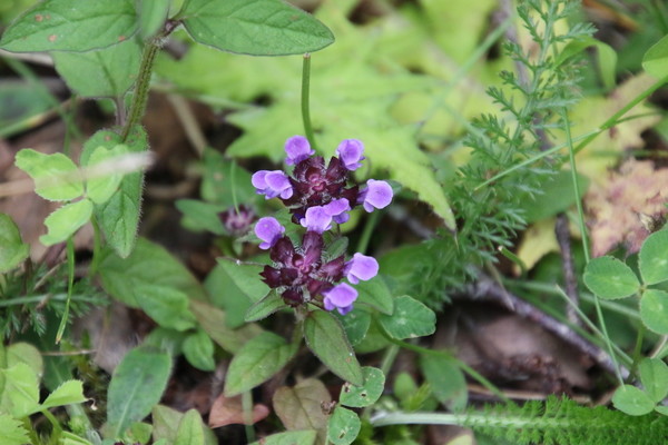 photo of Selfheal