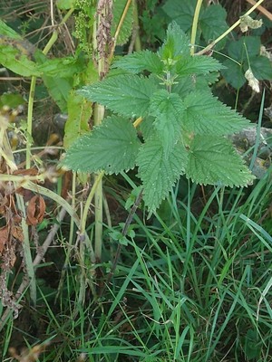 photo of Common Nettle