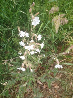 photo of White Campion