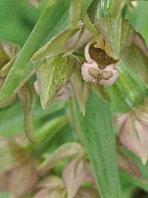 photo of Broad Leaved Helleborine