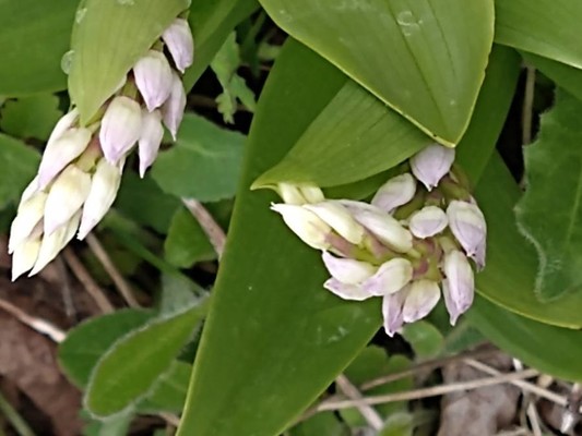 photo of Military Orchid
