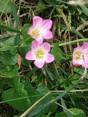 photo of Field Bindweed