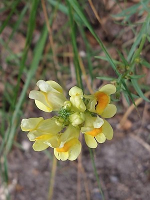 photo of Common Toadflax