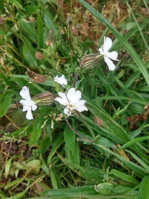 photo of White Campion