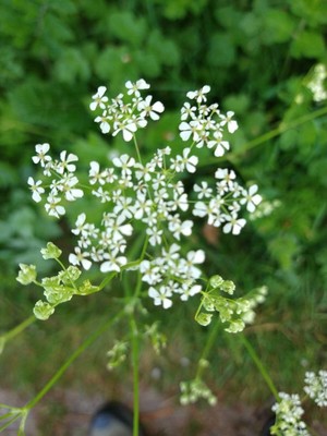 photo of Cow Parsley