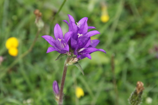 photo of Clustered Bellfower