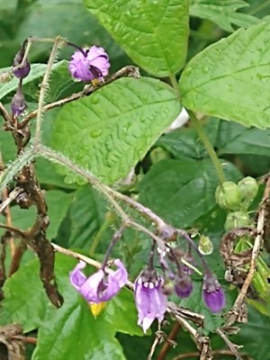 photo of Bittersweet