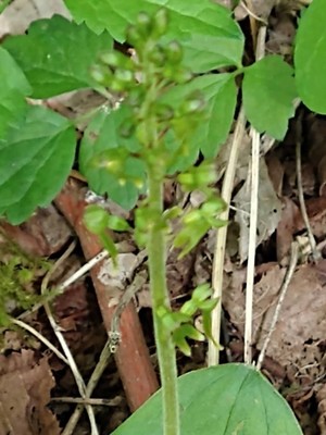 photo of Common Twayblade