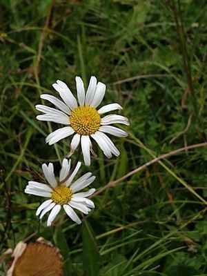 photo of Oxeye Daisy
