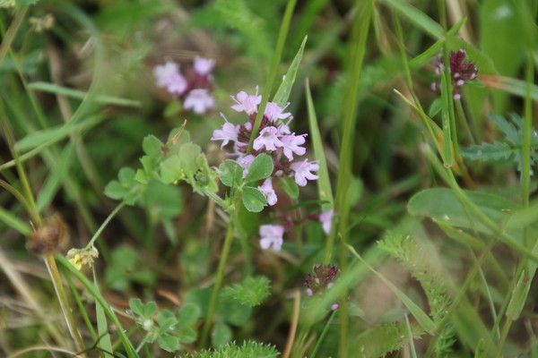 photo of Large Thyme