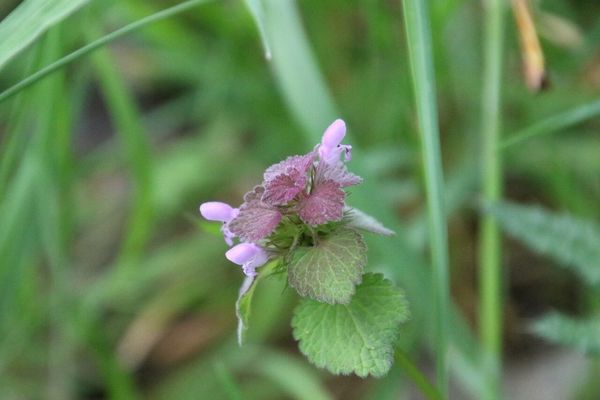 photo of Red Dead Nettle