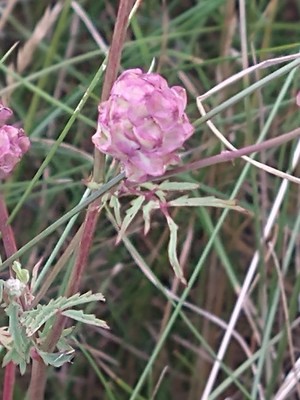 photo of Salad Burnet
