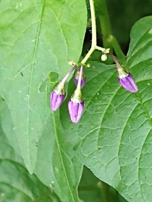 photo of Bittersweet