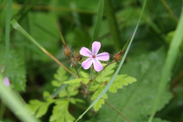 photo of Herb Robert
